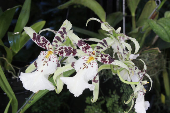 Download EXOTIC WHITE and BURGUNDY ORCHID BLOOMS - Burgundy Collection